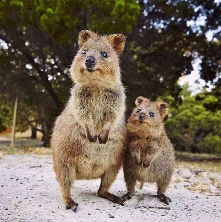 【画像】動物親子の画像を貼るトピ