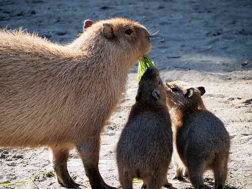 【画像】動物親子の画像を貼るトピ