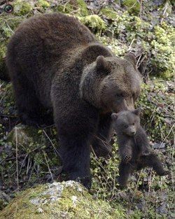【画像】動物親子の画像を貼るトピ