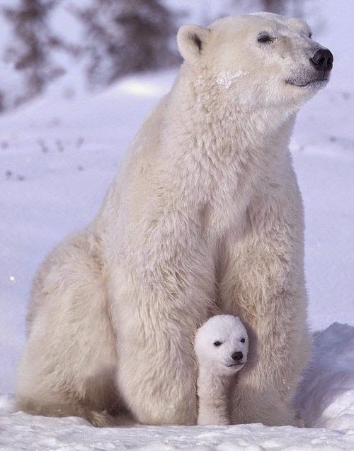 【画像】動物親子の画像を貼るトピ