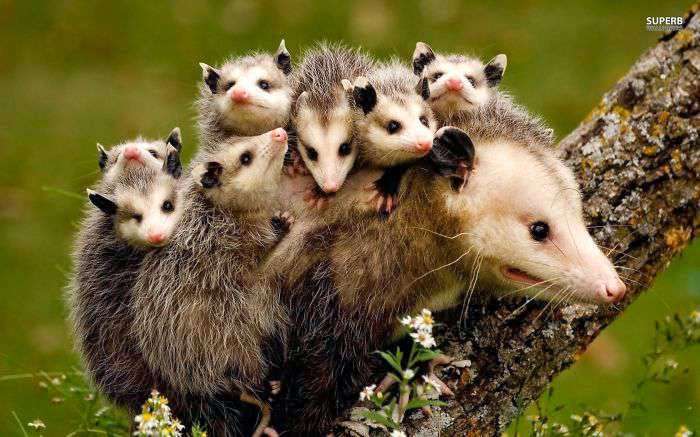 【画像】動物親子の画像を貼るトピ