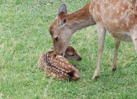 【画像】動物親子の画像を貼るトピ