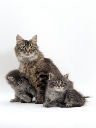 【画像】動物親子の画像を貼るトピ