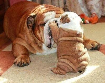 【画像】動物親子の画像を貼るトピ
