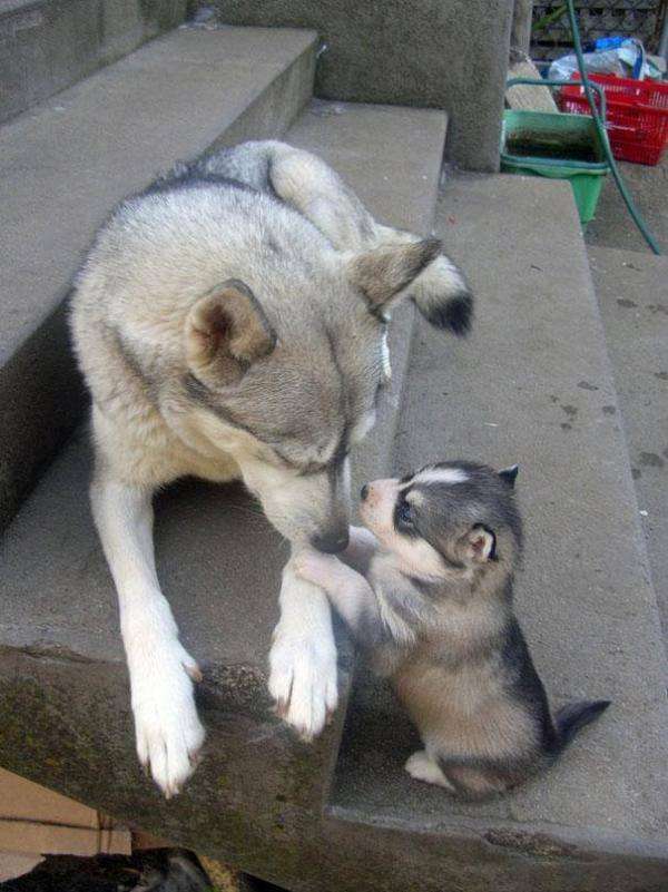 【画像】動物親子の画像を貼るトピ