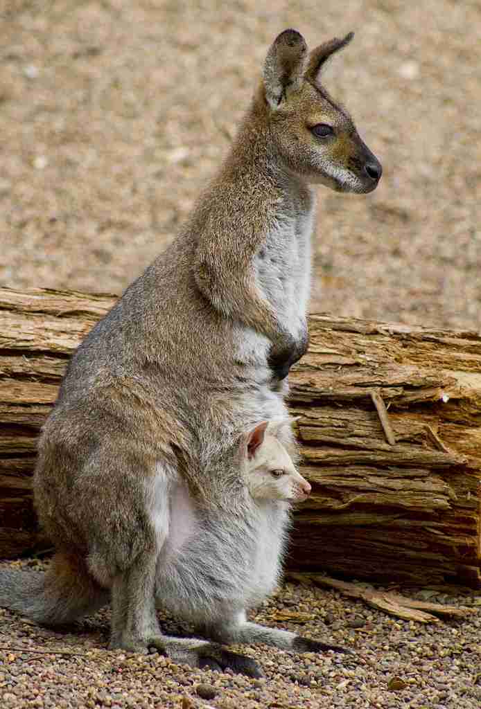 【画像】動物親子の画像を貼るトピ