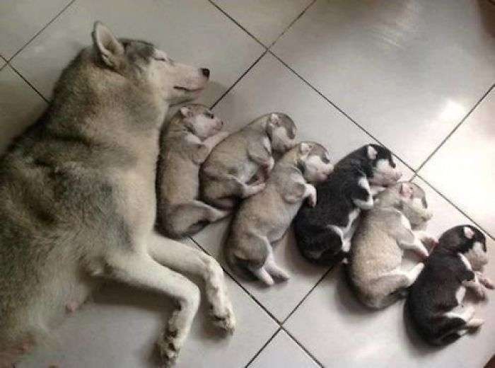 【画像】動物親子の画像を貼るトピ