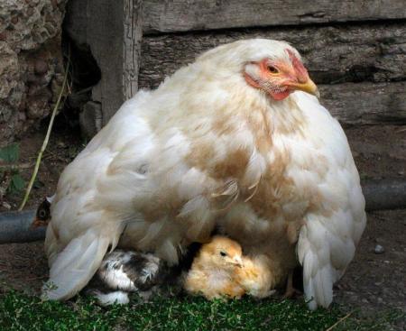 【画像】動物親子の画像を貼るトピ