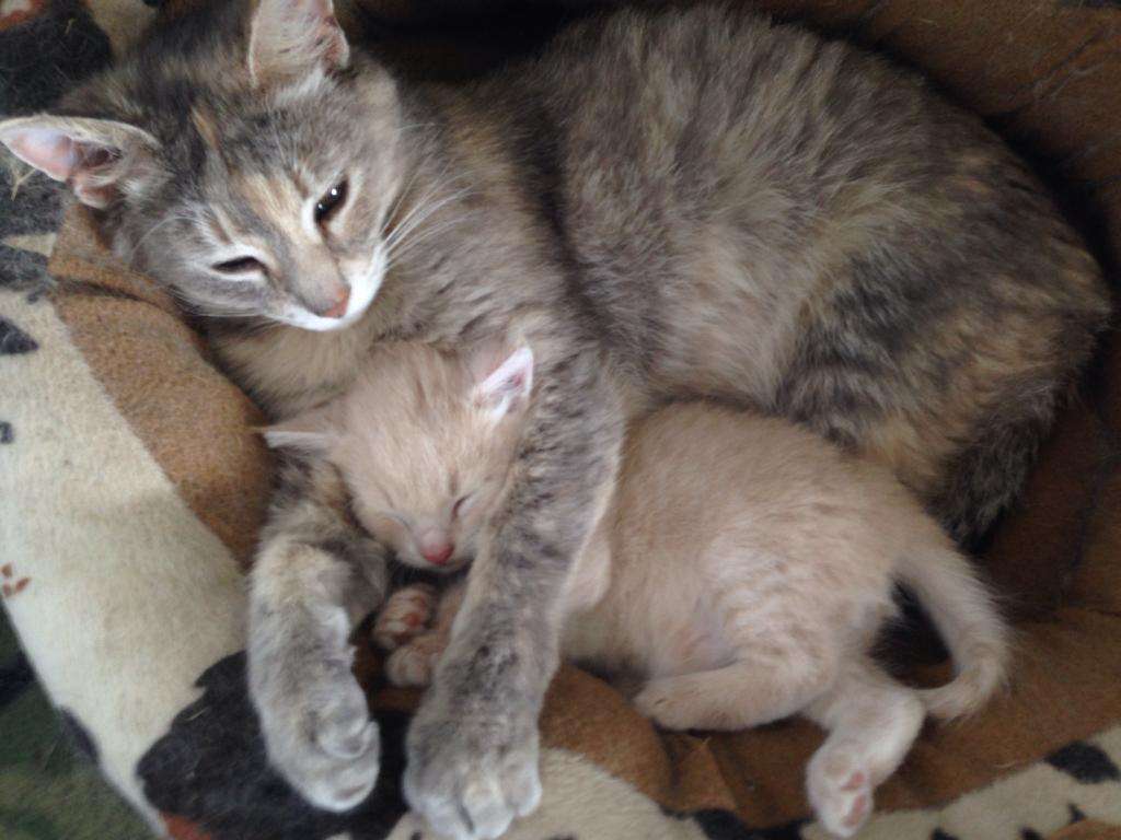 【画像】動物親子の画像を貼るトピ