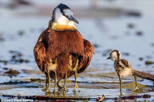 【画像】動物親子の画像を貼るトピ