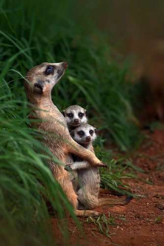 【画像】動物親子の画像を貼るトピ