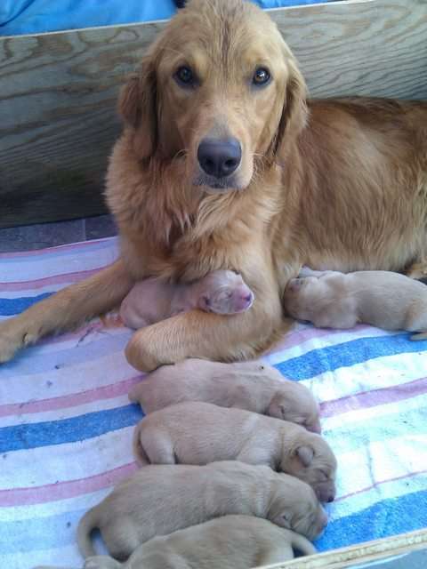 【画像】動物親子の画像を貼るトピ