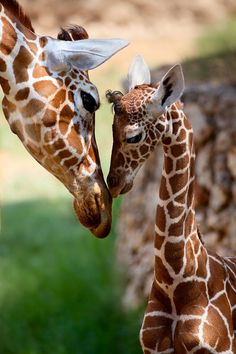 【画像】動物親子の画像を貼るトピ
