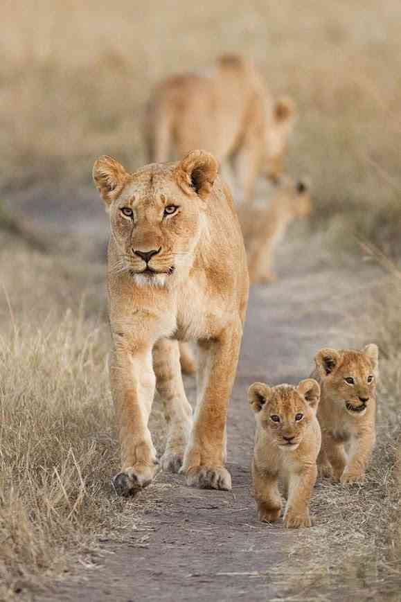【画像】動物親子の画像を貼るトピ