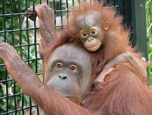 【画像】動物親子の画像を貼るトピ