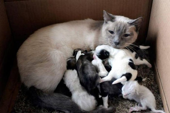 【画像】動物親子の画像を貼るトピ