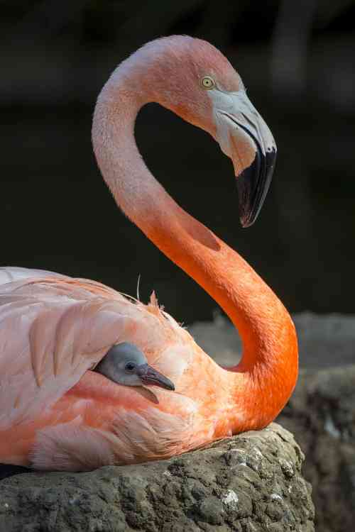 【画像】動物親子の画像を貼るトピ