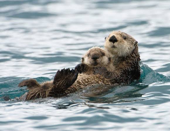 【画像】動物親子の画像を貼るトピ
