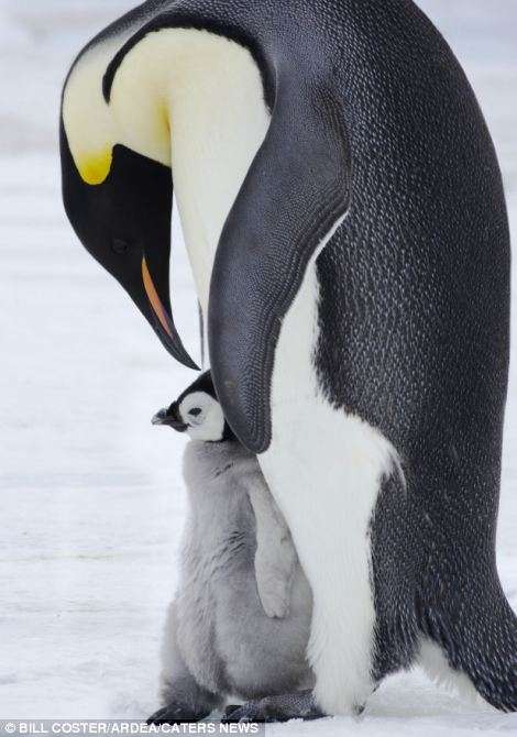 【画像】動物親子の画像を貼るトピ