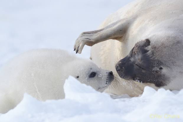 【画像】動物親子の画像を貼るトピ