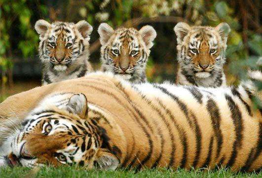 【画像】動物親子の画像を貼るトピ