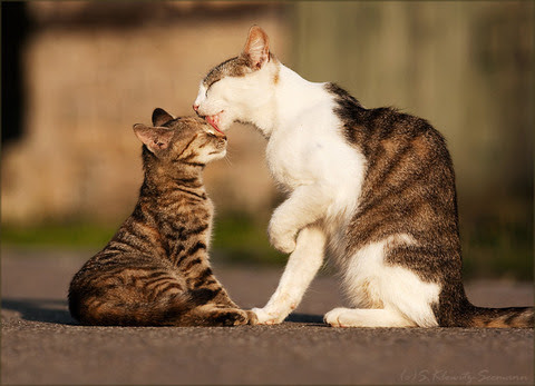 【画像】動物親子の画像を貼るトピ