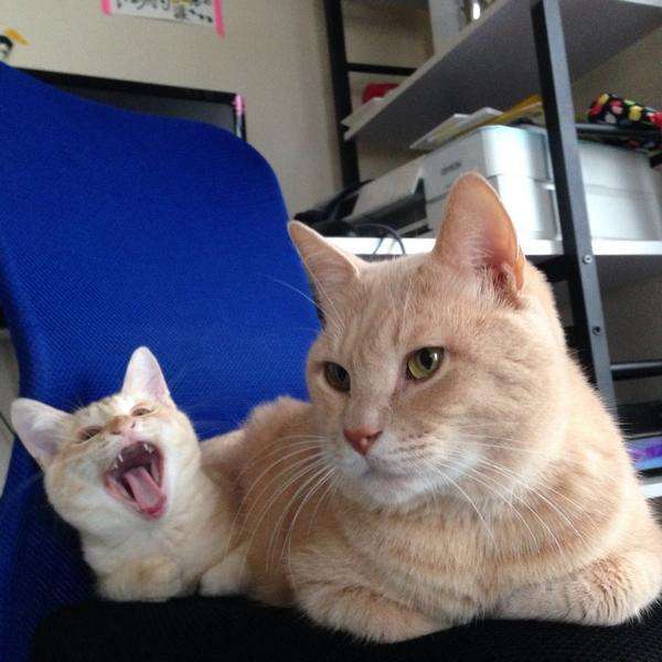 【画像】動物親子の画像を貼るトピ