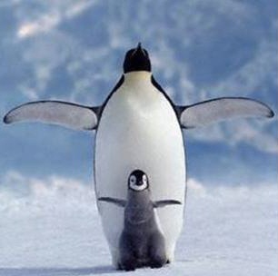 【画像】動物親子の画像を貼るトピ