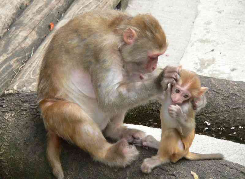 【画像】動物親子の画像を貼るトピ