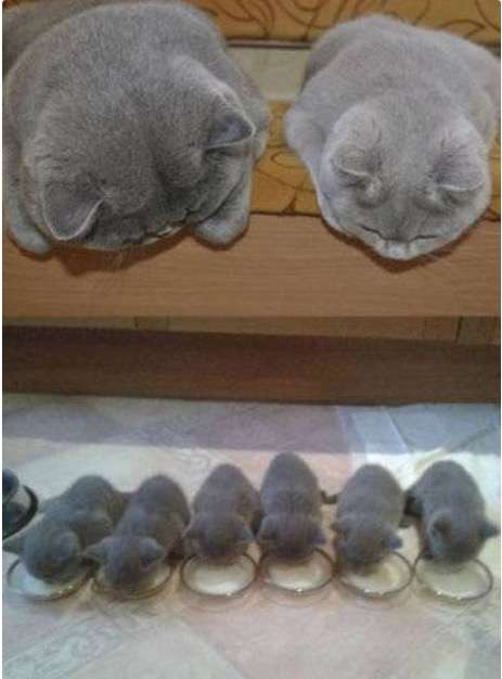 【画像】動物親子の画像を貼るトピ