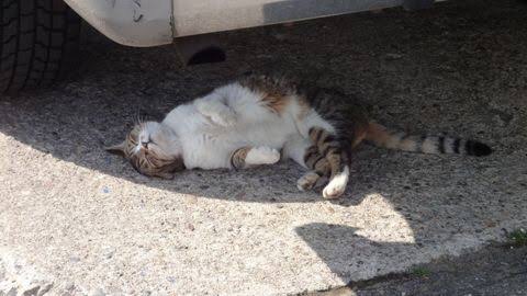 【エロ以外】気持ち良さそうな画像を貼るトピ