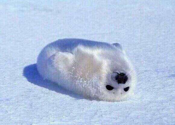 【エロ以外】気持ち良さそうな画像を貼るトピ