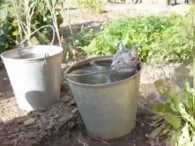 【エロ以外】気持ち良さそうな画像を貼るトピ