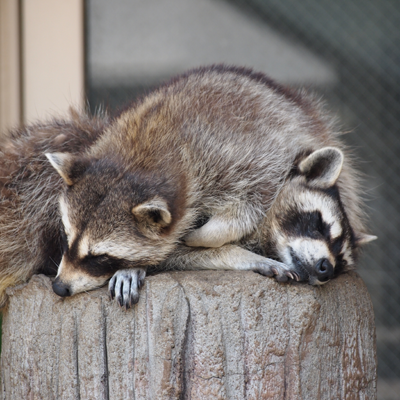 【エロ以外】気持ち良さそうな画像を貼るトピ