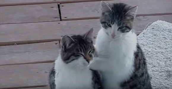 【エロ以外】気持ち良さそうな画像を貼るトピ