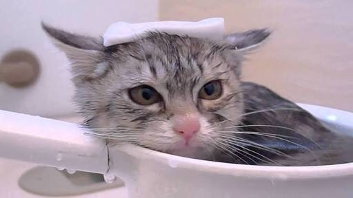 【エロ以外】気持ち良さそうな画像を貼るトピ