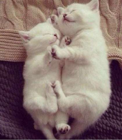 【エロ以外】気持ち良さそうな画像を貼るトピ