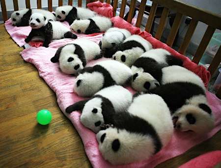 【エロ以外】気持ち良さそうな画像を貼るトピ