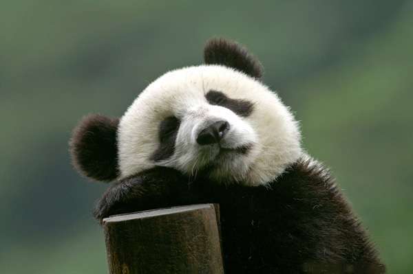 【エロ以外】気持ち良さそうな画像を貼るトピ