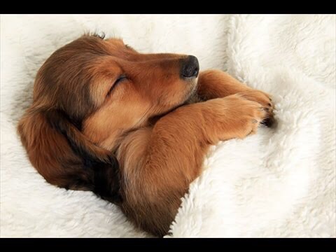 【エロ以外】気持ち良さそうな画像を貼るトピ