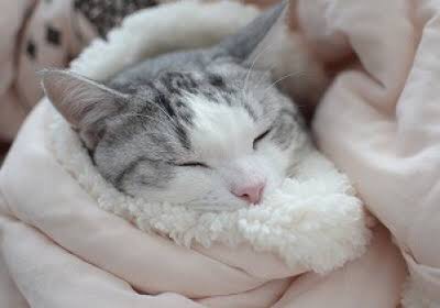 【エロ以外】気持ち良さそうな画像を貼るトピ