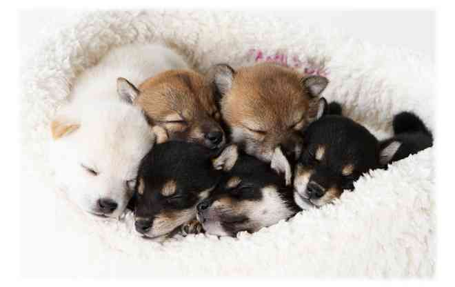 【エロ以外】気持ち良さそうな画像を貼るトピ