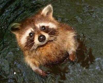 【エロ以外】気持ち良さそうな画像を貼るトピ