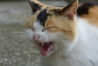 あなたのくしゃみを文字で表してください