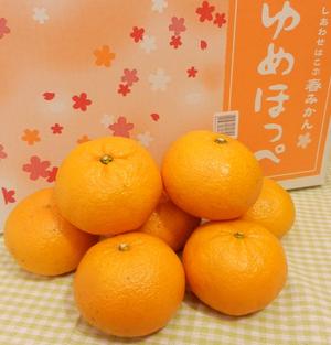 みかんが好きな人！