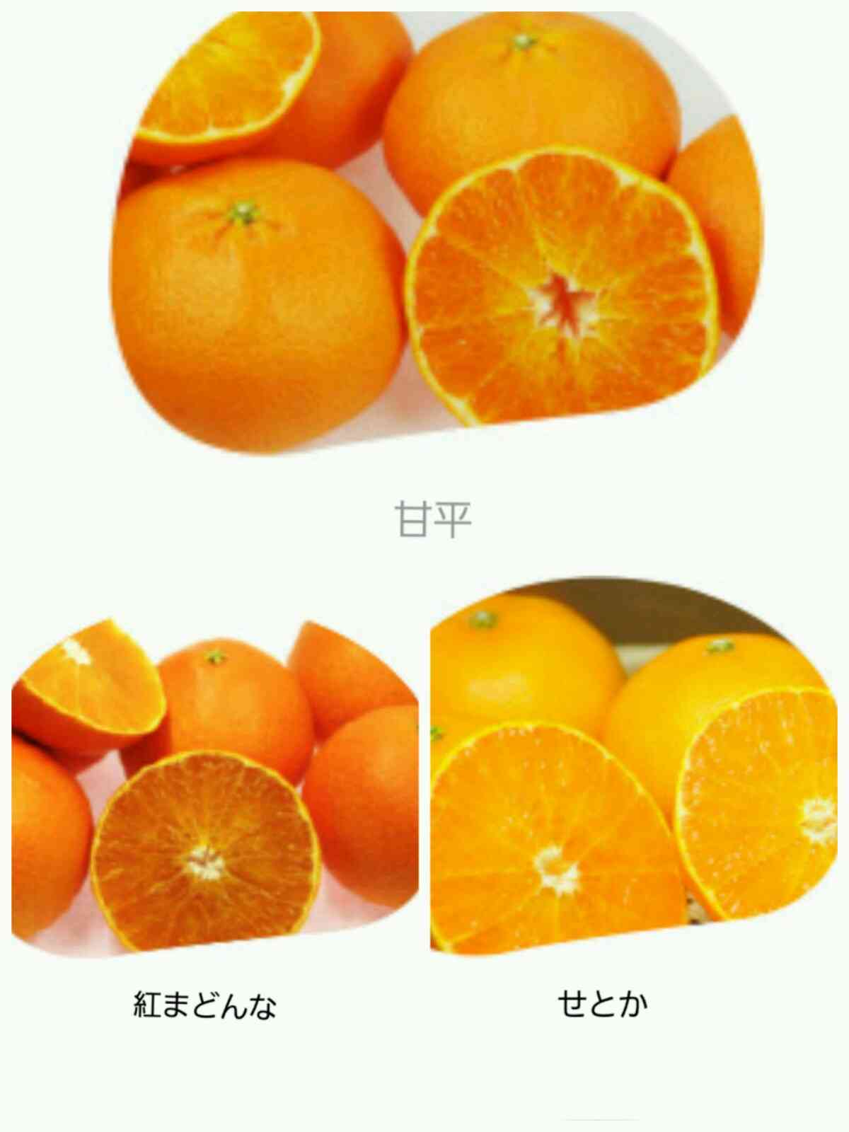 みかんが好きな人！