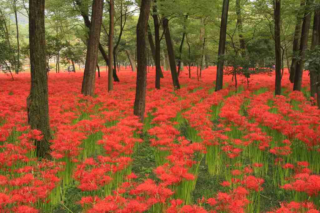 一人旅におすすめの県は？