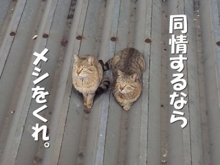 男性は釣った魚に餌をやらない？