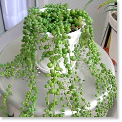 スギちゃんみたいに喋るぜぇ　スギ花粉到来編