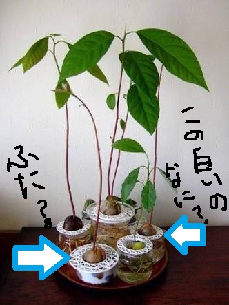 スギちゃんみたいに喋るぜぇ　スギ花粉到来編